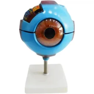 Giant Eye Model